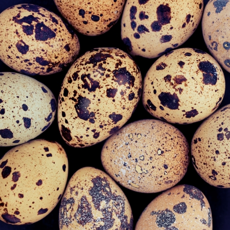 Quail raw eggs background pattern texture on blackの写真素材
