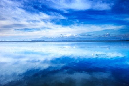 Sunset blue landscape  Little grebe diving bird in a lagoon with reflectionの写真素材