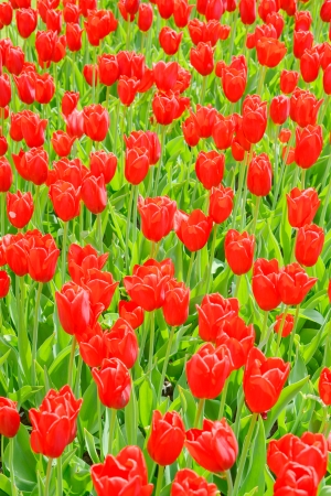 Red tulip garden or field in spring background, pattern or textureの写真素材
