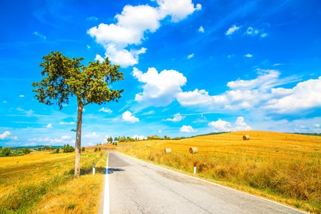 Tuscany, lonely tree and straight country road  Siena, Val d Orcia, Italy, Europe の写真素材