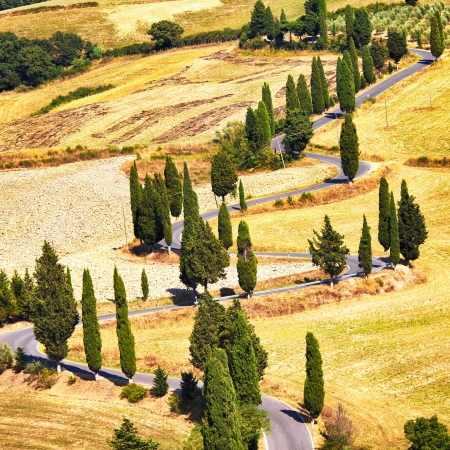 Cypress tree scenic road in Monticchiello near Siena, Tuscany, Italy, Europe の写真素材