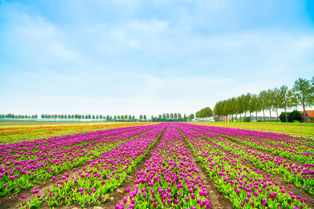 Tulip colorful blossom flowers cultivation field in spring  Keukenhof, Holland or Netherlands, Europe の写真素材
