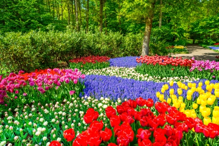Red tulip garden or field in spring background, pattern or textureの写真素材