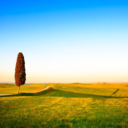 Tuscany, lonely cypress tree, white rural road and shadow on on sunset  Siena, Orcia Valley, Italy, Europe の写真素材