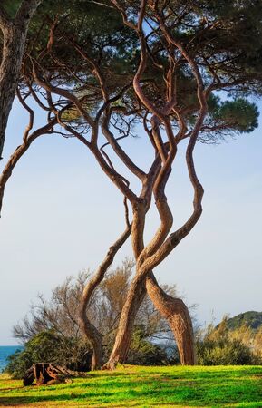 Maritime Pine tree twisted group. Baratti, Maremma, Piombino, Tuscany, Italy.の写真素材