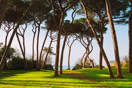 Maritime Pine tree group. Baratti, Maremma, Piombino, Tuscany, Italy.の写真素材