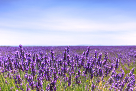 Lavender flower blooming scented fields in endless rows and a blue cloud sky. Landscape in Valensole plateau, Provence, France, Europe.の写真素材