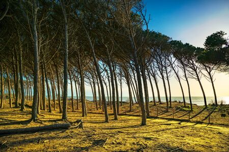 Itaian Maritime Pine tree pinewood forest and sea, Marina di Cecina, Maremma, Tuscany, Italy Europe.の写真素材