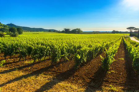 Bolgheri Castagneto vineyard and tree. Maremma Tuscany, Italy. Maremma Tuscany, Italy, Europe.の写真素材