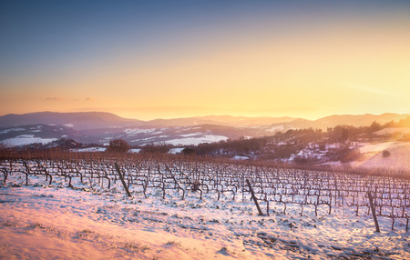 Vineyards rows covered by snow in winter at sunset. Chianti region countryside, Siena, Tuscany, Italyの写真素材