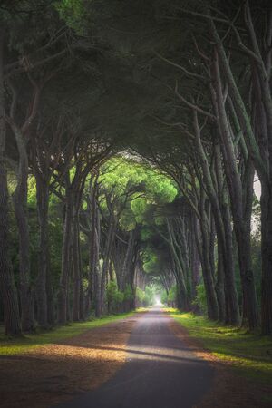 San Rossore and Migliariino park, footpath in pine tree misty forest or pinewood. Pisa, Tuscany, Italy Europeの写真素材