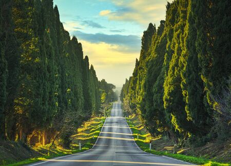 Bolgheri famous cypresses trees straight boulevard landscape. Maremma landmark, Tuscany, Italy, Europe.の写真素材