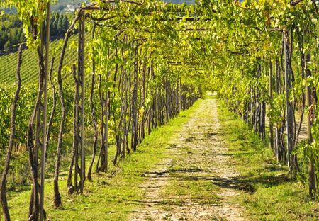 Vineyard grape pergola in Chianti region. Tuscany, Italy Europe.の写真素材
