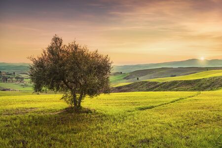 Volterra, countryside panoramic view, lonely olive tree, rolling hills and green fields on sunset. Pisa, Tuscany Italy Europe.の写真素材