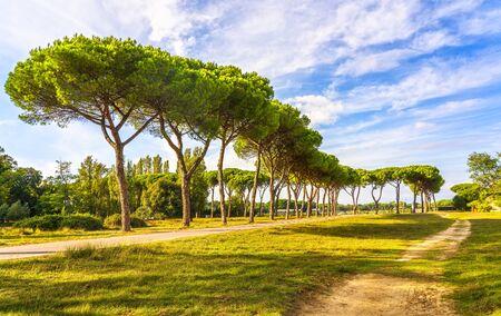 San Rossore and Migliariino park, footpath and pine trees. Pisa, Tuscany, Italy Europeの写真素材