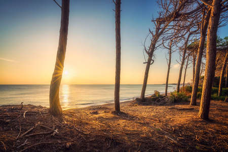 Pine trees, beach and sea, Marina di Cecina, Maremma, Tuscany, Italy Europe.の写真素材