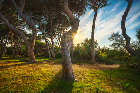 Pine trees, beach and sea at sunset in Maremma. Baratti, Piombino, Tuscany, Italyの写真素材