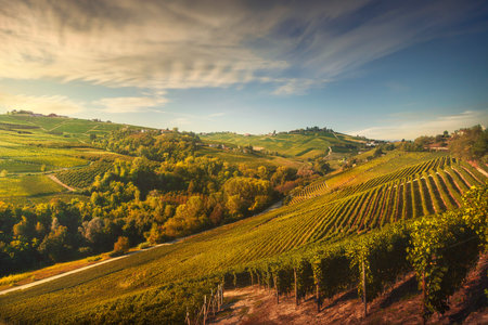 Langhe vineyards,  Neive, Piedmont, Northern Italy Europe.