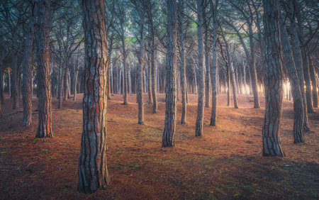 Pinewood forest at sunset, Tombolo di Marina di Cecina, Maremma, Tuscany, Italy Europe.の写真素材