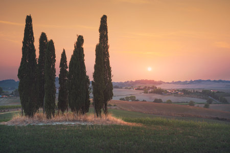 Sunset landscape in Maremma countryside. Rolling hills and cypress trees. Bibbona. Tuscany, Italy,...