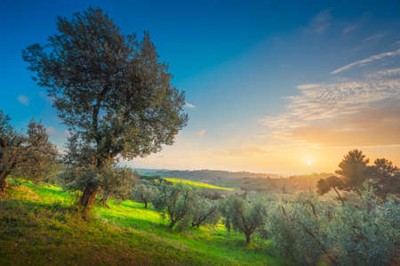 Maremma countryside panoramic view, olive trees, rolling hills and green fields. Sea on the horizon. Casale Marittimo, Pisa, Tuscany Italy Europe.の写真素材