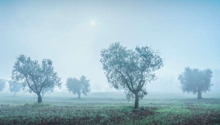 Olive grove in a foggy morning. Misty winter landscape with trees. Bolgheri, Tuscany, Italyの写真素材