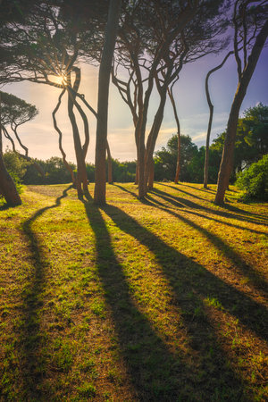 Pine trees at sunset in Maremma. Baratti beach, Piombino, Tuscany, Italyの写真素材