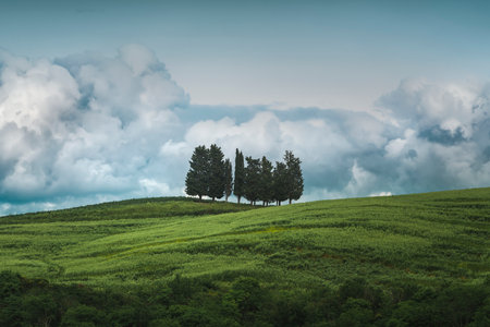 Group of trees and storm clouds in the background. Buonconvento, province of Siena, Tuscanyの写真素材