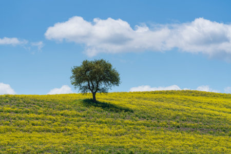 Lonely olive tree on the hill and yellow flowers in the field. A few fluffy clouds in the sky. Tuscany region, Italy.の写真素材