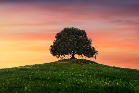 Holm oak on top of the hill at sunset in spring. Pieve a Salti, Buonconvento, province of Siena, Tuscanyの写真素材