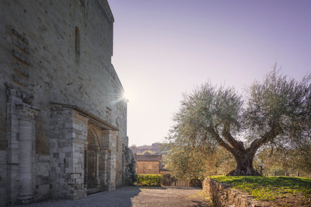 Sant Antimo abbey and ancient olive tree. Castelnuovo dell'Abate, Montalcino. Tuscany region, Italyの写真素材