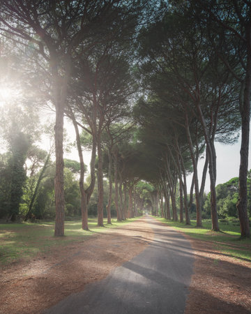 San Rossore and Migliariino park, footpath in stone pine tree misty forest or pinewood. Pisa, Tuscany region, Italy, Europeの写真素材