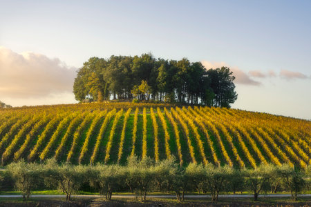 Group of trees on a hill above a vineyard. Landscape in Chianti region at sunset in autumn. Castelnuovo Berardenga, Tuscanyの写真素材