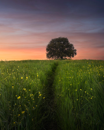 Holm oak on top of the hill at sunset in spring. Pieve a Salti, Buonconvento, province of Siena, Tuscanyの写真素材