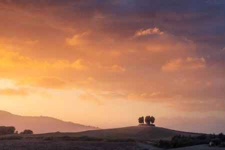 Cypress grove on top of a hill at sunset. Orciano Pisano in the Pisan hills, provicne of Pisa, Tuscany region, Italyの写真素材