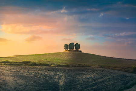 Cypress grove on top of a hill at sunset. Orciano Pisano in the Pisan hills, provicne of Pisa, Tuscany region, Italyの写真素材