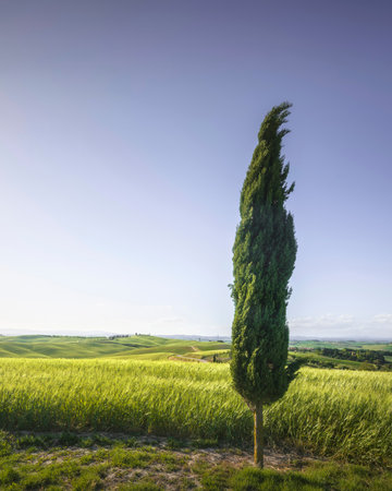 Monteroni d'Arbia, cypress tree and wheat field along the route of the via Francigena. Siena province, Tuscany. Italy, Europe.の写真素材