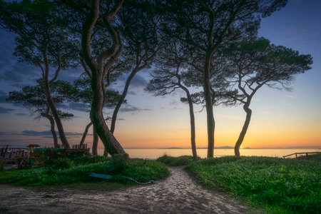 Path towards the sea and pine trees at sunset on the beach of Follonica. Sun setting behind the Elba Island. Province of Grosseto, Tuscany region, Italyの写真素材