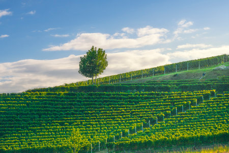 A tree among the vineyards of the Langhe near the town of Barolo at sunset. Piedmont region, Italyの写真素材