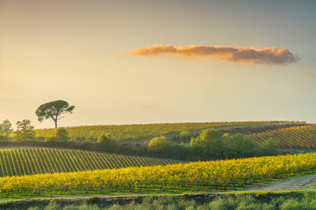 Stone pine and vineyards, autumn landscape in Chianti region at sunset. Pievasciata, Castelnuovo...
