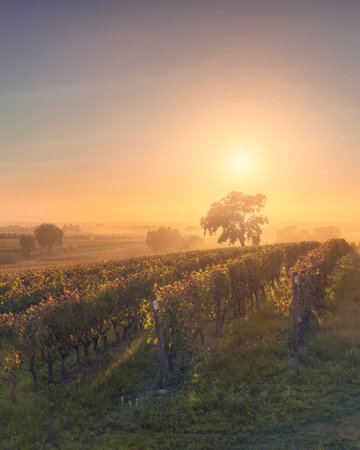 Bolgheri vineyards and a tree in a foggy sunset. Castagneto Carducci, Tuscany region, Italyの写真素材