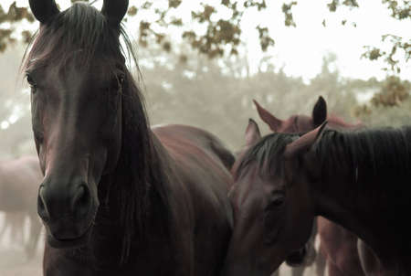 Depressed Horses