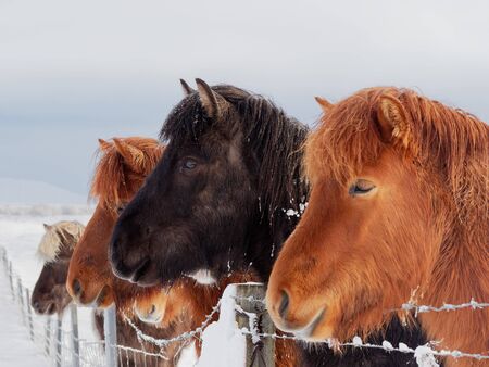 island horses winter time icelandの写真素材