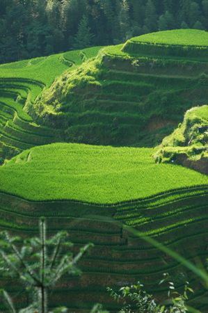 Sunlight on rice terraces
