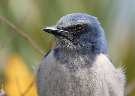 Florida Scrub Jayの写真素材