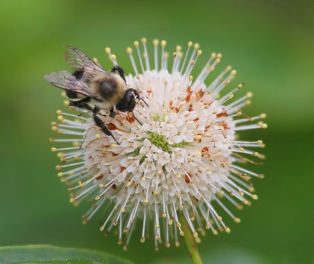 Bee on Button Bush Flower
