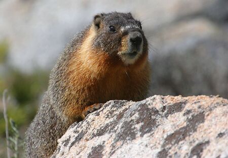 Yellow-bellied Marmot sunning on a rock