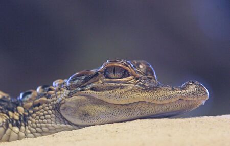  Alligator close-upの写真素材