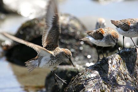 Western Sandpiper landing at the beachの写真素材