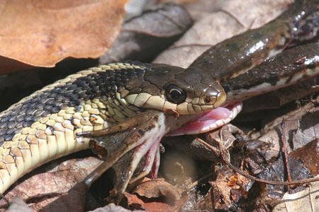 Garter Snake eating a Green Frogの写真素材
